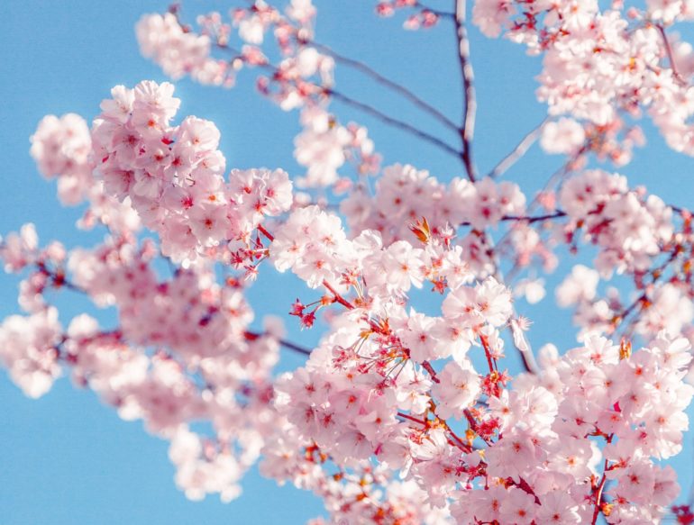 sakura-tree-2033997